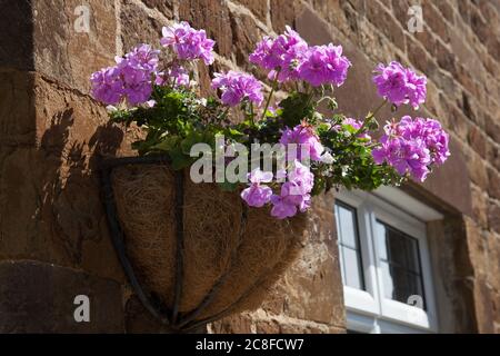 Le Geranium rose Ivy plante dans un panier suspendu au Royaume-Uni Banque D'Images