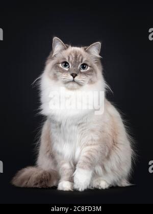 Joli Neva Mascarade chat assis frontal. Regarder vers l'appareil photo avec des yeux bleu clair. Isolé sur un fond noir. Un paw ludique dans l'air. Banque D'Images