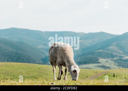 Moutons mangeant de l'herbe sur un pré par jour d'été Banque D'Images