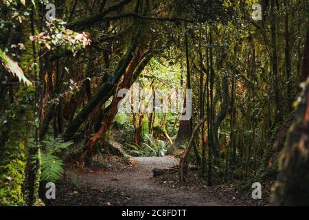 Un chemin de type tunnel à travers la forêt sur le sentier de randonnée McLean Falls, Catlins Forest Reserve, Nouvelle-Zélande Banque D'Images