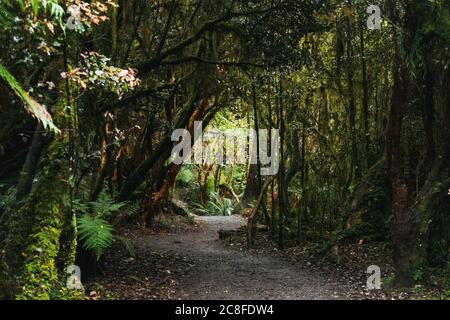 Un chemin de type tunnel à travers la forêt sur le sentier de randonnée McLean Falls, Catlins Forest Reserve, Nouvelle-Zélande Banque D'Images