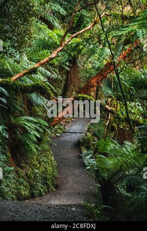 La forêt luxuriante sur le sentier de randonnée de McLean Falls, Caitlins Forest Park, Nouvelle-Zélande Banque D'Images