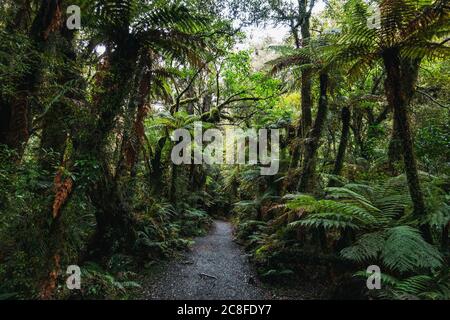 La forêt luxuriante sur le sentier de randonnée de McLean Falls, Caitlins Forest Park, Nouvelle-Zélande Banque D'Images