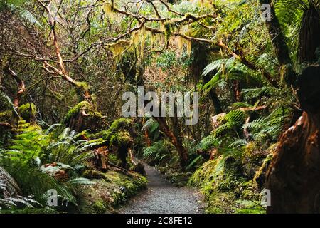 Forêt luxuriante sur le sentier de randonnée de McLean Falls, Catlins Forest Reserve, Nouvelle-Zélande Banque D'Images