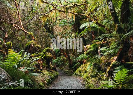 Forêt luxuriante sur le sentier de randonnée de McLean Falls, Catlins Forest Reserve, Nouvelle-Zélande Banque D'Images