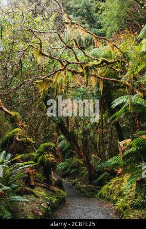 Forêt luxuriante sur le sentier de randonnée de McLean Falls, Catlins Forest Reserve, Nouvelle-Zélande Banque D'Images