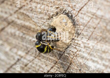 Große Stängelwespe, Stängelwespe, Lehmwespe, Mauer-Lehmwespe, Mauerlehmwespe, Weibchen, Symmorphus murius, Mason Wasp, potter Wasp, femme, Lehmwesp Banque D'Images