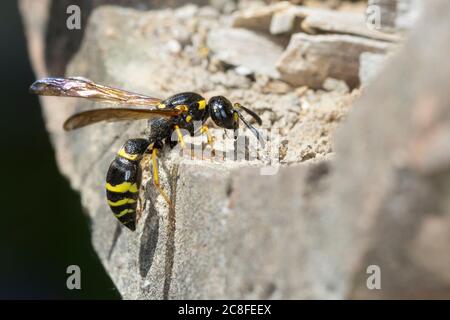 Große Stängelwespe, Stängelwespe, Lehmwespe, Mauer-Lehmwespe, Mauerlehmwespe, Weibchen, Symmorphus murius, Mason Wasp, potter Wasp, femme, Lehmwesp Banque D'Images