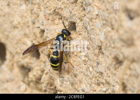 Große Stängelwespe, Stängelwespe, Lehmwespe, Mauer-Lehmwespe, Mauerlehmwespe, Weibchen, Symmorphus murius, Mason Wasp, potter Wasp, femme, Lehmwesp Banque D'Images