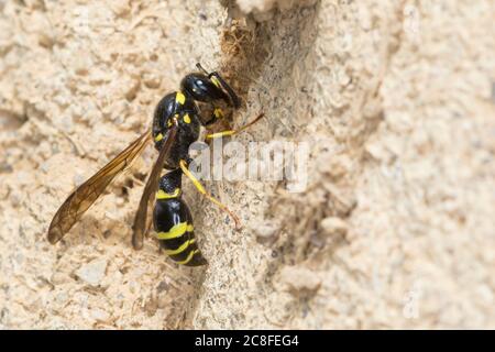 Große Stängelwespe, Stängelwespe, Lehmwespe, Mauer-Lehmwespe, Mauerlehmwespe, Weibchen, Symmorphus murius, Mason Wasp, potter Wasp, femme, Lehmwesp Banque D'Images