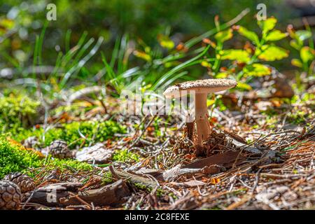 La mouche royale agaric (Amanita regalis) dans un petit délayage dans la forêt. Banque D'Images