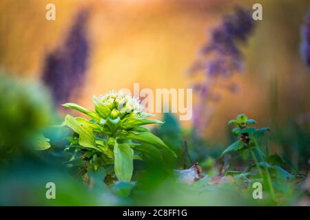 Butterbur géant, beurre japonais (Petasites japonicus), floraison, pays-Bas Banque D'Images