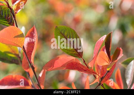 Black Chokeberry (Aronia melanocarpa, Photinia melanocarpa), feuilles en automne, Allemagne, Berlin Banque D'Images