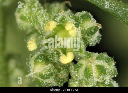 Orache commun (Atriplex patula). Gros plan sur l'inflorescence Banque D'Images