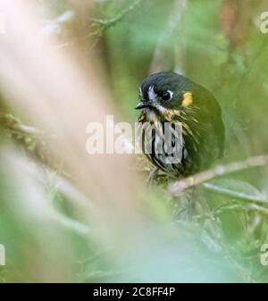 Antpitta à face de croissant (Grallaricula lineifrons), perchée dans le sous-étage de la forêt pluviale équatorienne, en Équateur Banque D'Images