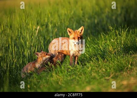 Renard roux (Vulpes vulpes), vixen avec deux petits renards dans un pré au bord d'un champ de céréales, Allemagne, Saxe Banque D'Images