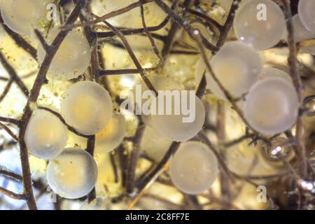 roach, Roach des Balkans (Rutilus rutilus, Leuciscus rutilus), fraie sur les racines, Allemagne Banque D'Images