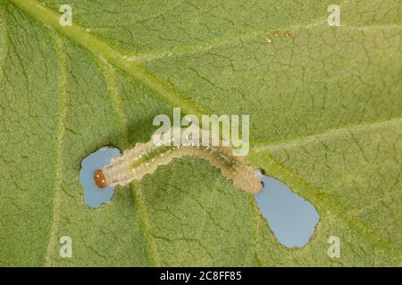 Mouche à scie à rosier (Arge ochropus), sur une feuille de rose à traces nutritionnelles, Allemagne Banque D'Images
