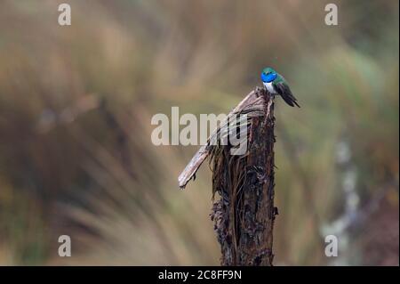 Hillstar à gorge bleue (Oreotrochilus cyanolaemus), mâle adulte dans le sud-ouest des Andes, découvert aussi récemment qu'en 2018 et fortement en danger, l'Équateur Banque D'Images