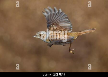 Dunnock (Prunella modularis), en vol, Italie, Stagno di Peretola Banque D'Images