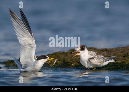 Petite sterne (Sterna albifrons, Sternula albifrons), adulte nourrissant sa poussette dans la mer Méditerranée, Italie, Leghorn Banque D'Images