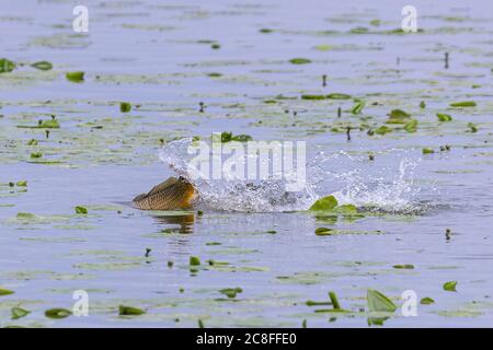 Carpe, carpe commune, carpe européenne (Cyprinus carpio), fraye des carpes dans un lac avec des nénuphars, Allemagne, Bavière Banque D'Images