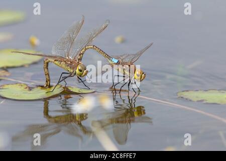 Libellule de l'empereur vagabond, empereur vagabond (Anax ephippiger, Hemianax ephippiger), oeufs pondus en tandem sur Nymphoides peltata, pays-Bas, Noord-Brabant Banque D'Images