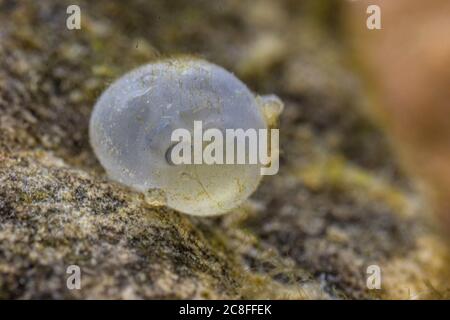 nase (Chondrostoma nasus), œuf dans le stade des yeux, Allemagne Banque D'Images