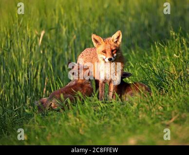 Renard roux (Vulpes vulpes), vixen qui allaite deux petits renards dans un pré au bord d'un champ de céréales, Allemagne, Saxe Banque D'Images