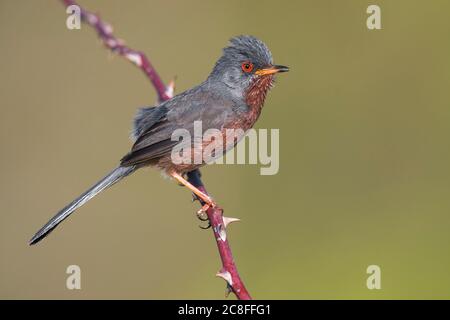 dartford warbler (Sylvia undata undata undata, Curruca undata undata undata), chantant des perches mâles sur une tige rose, vue latérale, Italie, Arezzo, Monti del Pratomagno Banque D'Images