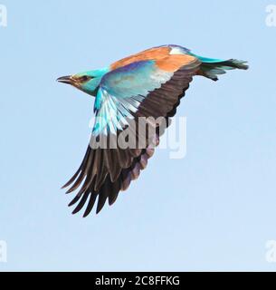 Rouleau européen (Coracias garrulus), en vol, Espagne Banque D'Images