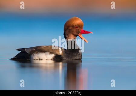 Verger à crête rouge (Netta rufina), nage masculine sur l'eau et d'appel, vue latérale, Italie, Marina di Vecchiano Banque D'Images