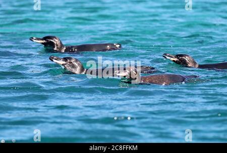 Pingouin Galapagos (Spheniscus mendiculus), baignade en mer, Equateur, Iles Galapagos Banque D'Images