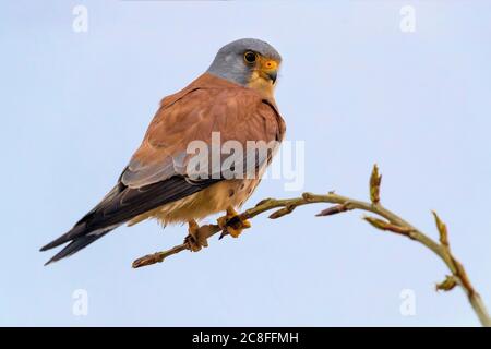 Petit kestrel (Falco naumanni), homme sur une branche, Maroc, Ifrane, Dayet Aoua Banque D'Images