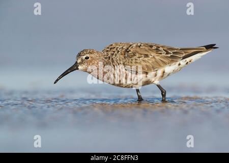 poncer de curlew (Calidris ferruginea), dans la pluie faite au bord de la route étang, muant en été plumage, Maroc, Sahara occidental, Dakhla-Oued Ed Dahab Banque D'Images