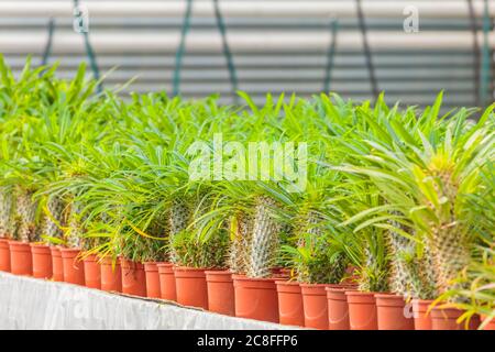 Croissance de différentes espèces de cactus dans une serre Banque D'Images