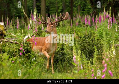 Cerf de Virginie (Dama dama, Cervus dama), cerf de Virginie en velours debout sur une clairière avec des renards en fleur, Allemagne, Saxe Banque D'Images