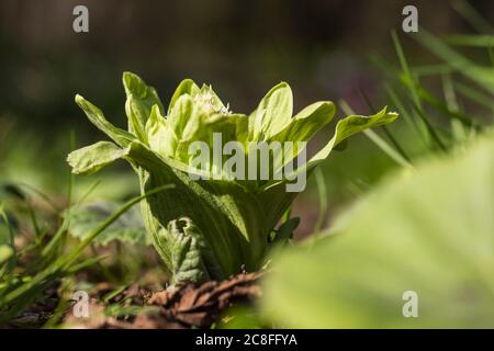 Butterbur géant, beurre japonais (Petasites japonicus), en bud, pays-Bas Banque D'Images