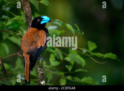 Casque oiseau (Euryceros prevostii), homme adulte perché sur une branche, aeautiful et rare endémique des forêts tropicales de Madagascar, Madagascar Banque D'Images