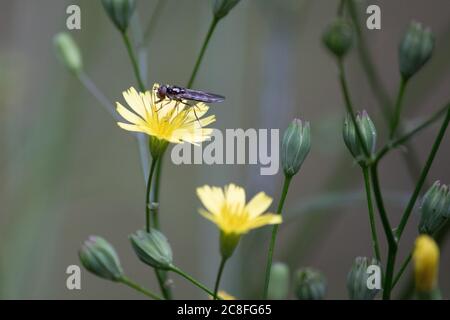 Une mouche survolée se nourrit d'une fleur de pissenlit dans un jardin de campagne anglais. Banque D'Images