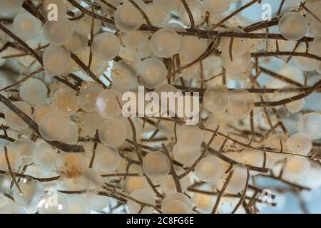 roach, Roach des Balkans (Rutilus rutilus, Leuciscus rutilus), fraie sur les racines, Allemagne Banque D'Images