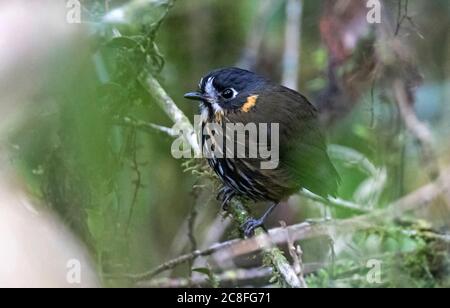 Antpitta à face de croissant (Grallaricula lineifrons), perchée dans le sous-étage de la forêt pluviale équatorienne, en Équateur Banque D'Images