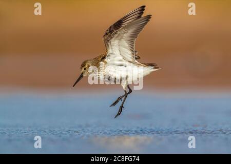 dunlin (Calidris alpina), atterrissage sur la plage, Maroc, Sahara occidental, Dakhla-Oued Ed Dahab Banque D'Images