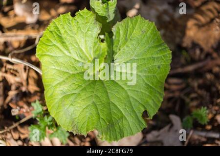 Butterbur géant, beurre japonais (Petasites japonicus), feuille, pays-Bas Banque D'Images