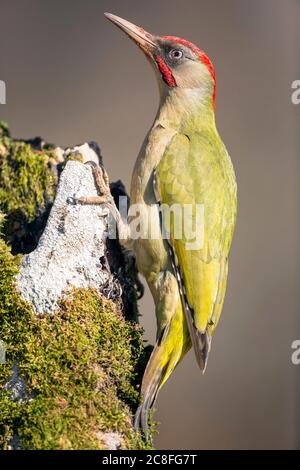 Pic ibérique vert, pic ibérique (Picus viridis sharpei, Picus sharpei), perching mâle à une souche de bouleau, vue latérale, Espagne, Leon Banque D'Images