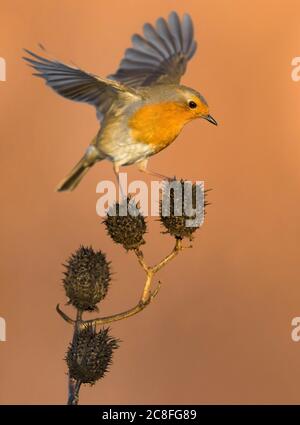 Robin européen (erithacus rubecula), Balancing on top of Datura fruits, Italie Banque D'Images