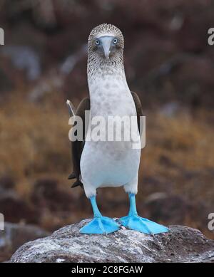 Booby à pieds bleus (Sula nebouxii), homme debout sur un rocher qui se tient directement à l'appareil photo, Équateur, Îles Galapagos Banque D'Images