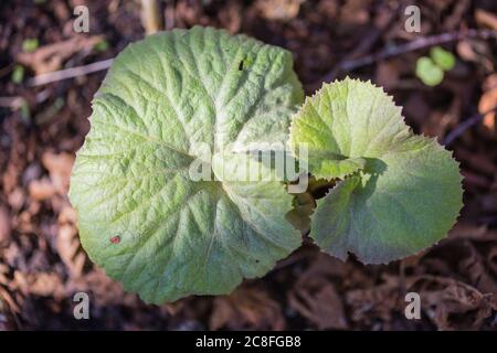 Butterbur géant, beurre japonais (Petasites japonicus), feuilles, pays-Bas Banque D'Images