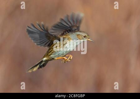 Dunnock (Prunella modularis), en vol, Italie, Stagno di Peretola Banque D'Images