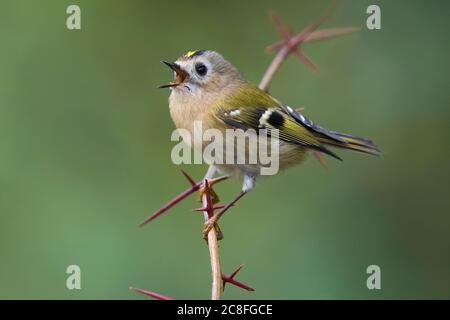 goldcrest (Regulus regulus), chantant fort, perché sur une branche épineuse, Italie, Marina di Vecchiano Banque D'Images